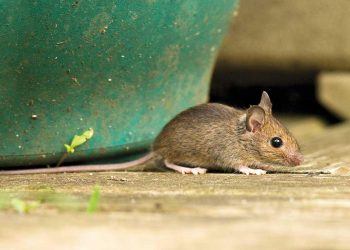 Fare Hangi Evlere Girer? İlaçlama Nasıl Yapılır?