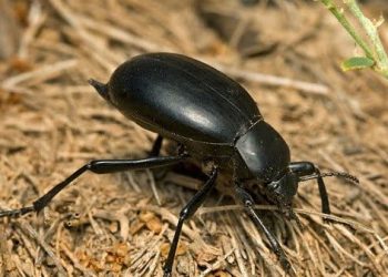 Karafatma Nasıl İlaçlanır?