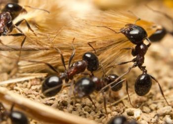 Karınca İlaçlama Nasıl Yapılır?