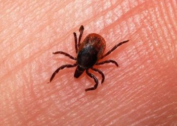 Kene İlaçlama Nasıl Yapılır?