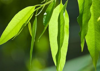 Okaliptus Yaprağının Faydaları