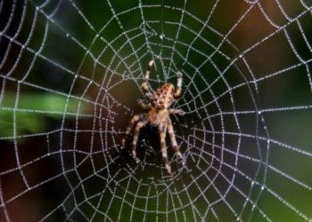 Örümcek İlaçlama Nasıl Yapılır?