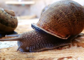 Salyangoz İlaçlama Nasıl Yapılır?