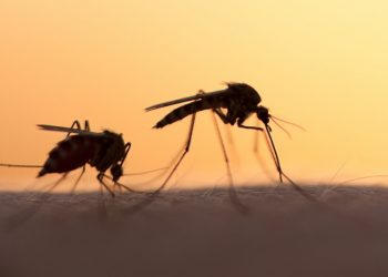 Sivrisinek Alerjisi Nedir, Nelere Dikkat Edilmelidir?
