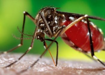 Sivrisinek Nasıl İlaçlanır?