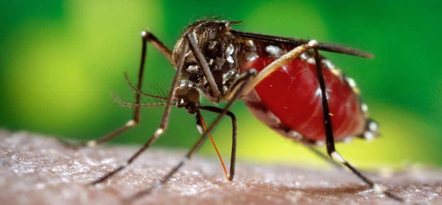 Sivrisinek Nasıl İlaçlanır?