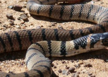 Yılan İlaçlama Nasıl Yapılır?