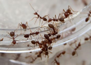 Karıncaları Evden Uzak Tutmanın Yolları