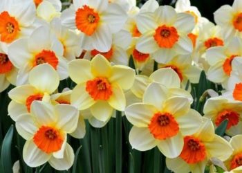 Nergis Çiçeği ve Bakımı