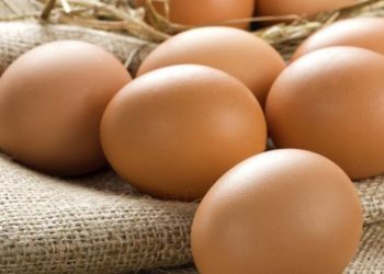 Sağlıklı Tavuk Yumurtası Nasıl Olur?