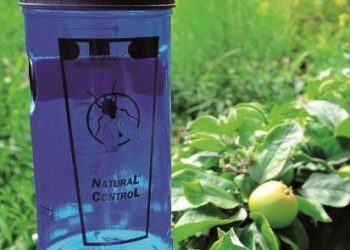 Sivrisinek Kovucu Bitkiler