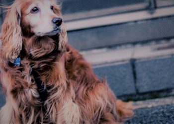 Köpek Sahiplenmenin Tarihi Çok Eskilere Dayanıyor