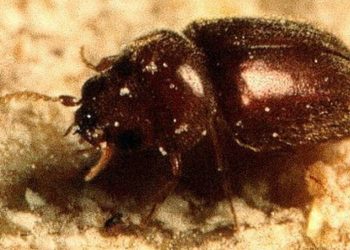 Tütün Böceği ve Tütün Böceği ile Mücadele